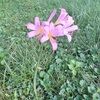 terese293